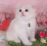 スコティッシュフォールド(折れ耳)【愛知県・男の子・2023年12月17日・クリームカメオタビー&ホワイト】の写真1