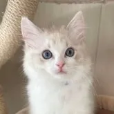 ラグドール【愛知県・女の子・2023年9月30日・シールリンクスポイントバイカラー】の写真1