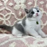 ブリティッシュショートヘア【愛知県・男の子・2023年6月5日・ブルー&ホワイト】の写真1