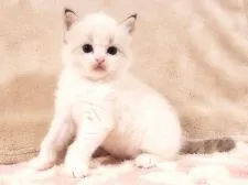 ラグドール【愛知県・男の子・2020年12月2日・シールポイントバイカラー】の写真1「1月7日撮影  生後36日」