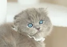 スコティッシュフォールド(折れ耳)【愛知県・女の子・2022年3月3日・ブルークリーム】の写真1