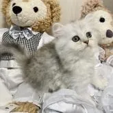 ミヌエット(長足)【愛知県・女の子・2022年5月6日・シェーデッドシルバー】の写真1