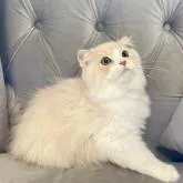 スコティッシュフォールド(折れ耳)【愛知県・男の子・2022年2月6日・クリームカメオタビー&ホワイト】の写真1