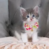 ノルウェージャンフォレストキャット【愛知県・男の子・2022年6月12日・ブルータビー&ホワイト】の写真1