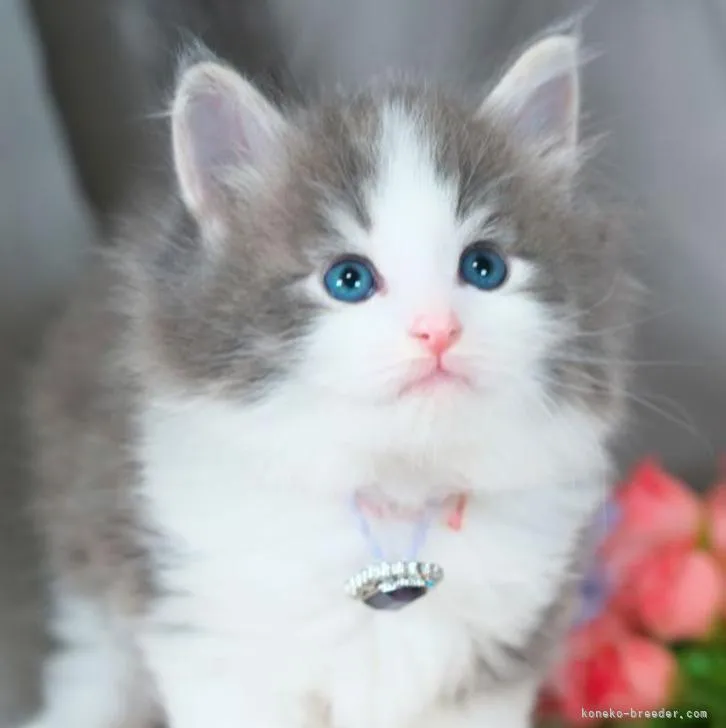 ID:2211-00753の子猫