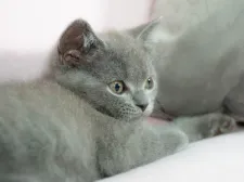 ブリティッシュショートヘア【愛知県・男の子・2021年7月3日・ブルー】の写真2