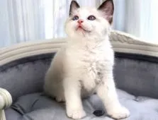 ラグドール【愛知県・男の子・2021年4月22日・シールポイントバイカラー】の写真2