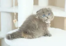 スコティッシュフォールド(折れ耳)【愛知県・女の子・2022年3月3日・ブルークリーム】の写真2