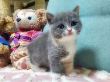 ブリティッシュショートヘア【愛知県・女の子・2020年6月10日・ダイリュートキャリコ】の写真2「7月17日撮影 右手はブルー🎵」