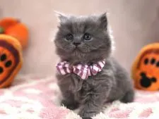 ブリティッシュショートヘア【愛知県・女の子・2021年8月27日・ブルー】の写真2