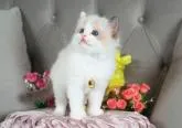 ラグドール【愛知県・女の子・2022年11月25日・シールポイントバイカラー】の写真2