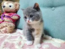 ブリティッシュショートヘア【愛知県・女の子・2020年6月10日・ダイリュートキャリコ】の写真3「7月17日撮影 左手はクリーム🎵」