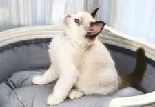 ラグドール【愛知県・男の子・2021年4月22日・シールポイントバイカラー】の写真3