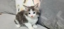 ノルウェージャンフォレストキャット【愛知県・男の子・2022年1月12日・ブルータビー&ホワイト】の写真3