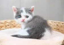 ブリティッシュショートヘア【愛知県・男の子・2022年4月1日・ブルータビー&ホワイト】の写真3