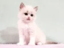 ラグドール【愛知県・男の子・2020年12月2日・ブルーポイントバイカラー】の写真4「1月9日撮影  生後38日」