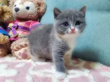 ブリティッシュショートヘア【愛知県・女の子・2020年6月10日・ダイリュートキャリコ】の写真4「7月17日 手袋と靴下を履いているみたい😊💕」