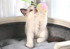 ラグドール【愛知県・男の子・2021年4月22日・シールポイントバイカラー】の写真4