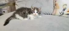 ノルウェージャンフォレストキャット【愛知県・女の子・2022年1月12日・ブルータビー&ホワイト】の写真4