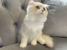 スコティッシュフォールド(折れ耳)【愛知県・男の子・2022年2月6日・クリームカメオタビー&ホワイト】の写真4