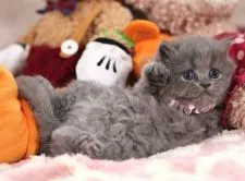 ブリティッシュショートヘア【愛知県・女の子・2021年8月27日・ブルー】の写真4