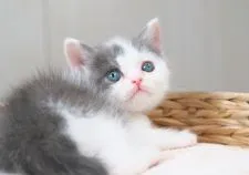 ブリティッシュショートヘア【愛知県・男の子・2022年4月1日・ブルータビー&ホワイト】の写真4