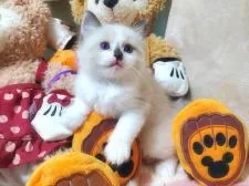 ラグドール【愛知県・男の子・2020年9月16日・シールポイントバイカラー】の写真5「10月24日撮影 生後38日」