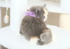 スコティッシュフォールド(立ち耳)【愛知県・女の子・2022年3月3日・ダイリュートキャリコ】の写真5