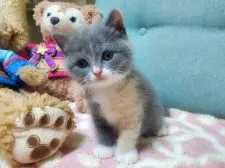 ブリティッシュショートヘア【愛知県・女の子・2020年6月10日・ダイリュートキャリコ】の写真5「7月17日撮影 素敵な毛色です😺」