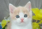 ブリティッシュショートヘア【愛知県・男の子・2022年12月26日・クリームタビー&ホワイト】の写真5