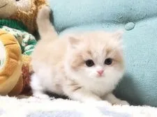 スコティッシュフォールド(立ち耳)【愛知県・男の子・2020年11月24日・クリームタビー&ホワイト】の写真5「1月2日撮影」