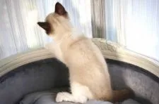 ラグドール【愛知県・男の子・2021年4月22日・シールポイントバイカラー】の写真5