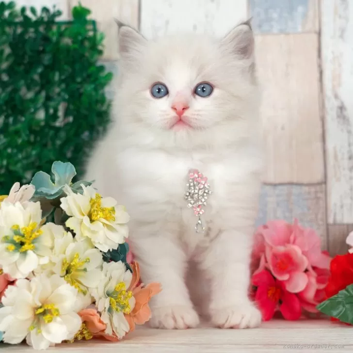 ID:2501-01077の子猫