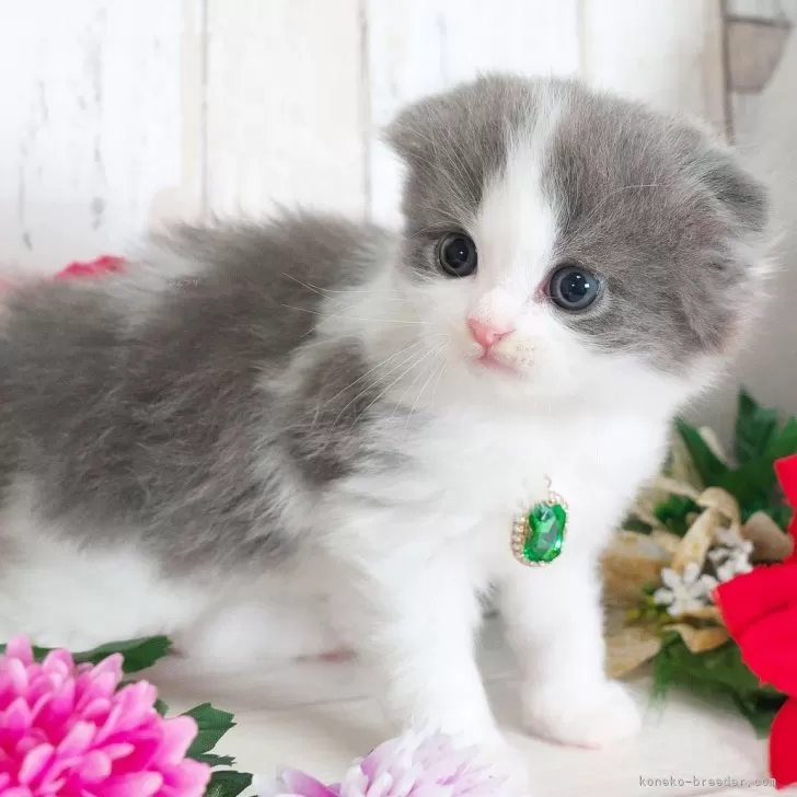 スコティッシュフォールド(折れ耳)【愛知県・男の子・2025年10月4日・ブルー&amp;ホワイト】の写真1