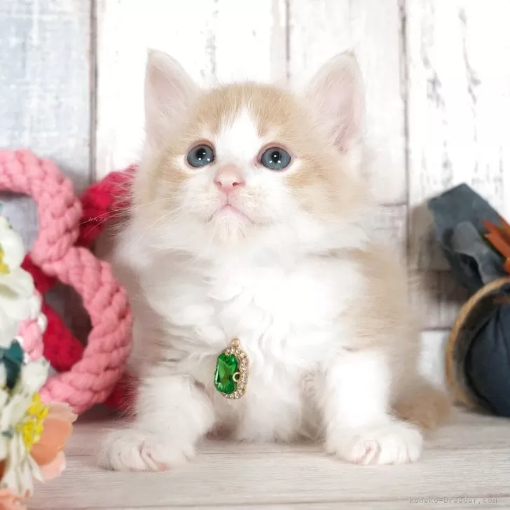 あいちゃん 様のお迎えした子猫