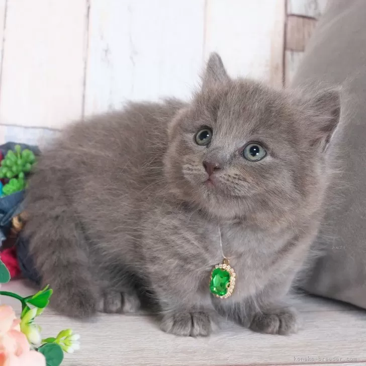 ID：2506-01777の子猫