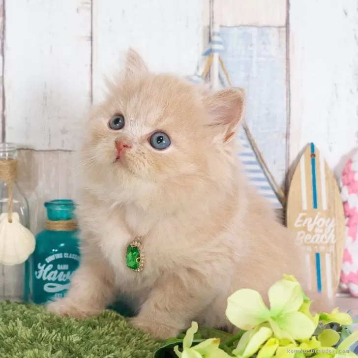 H.M 様のお迎えした子猫