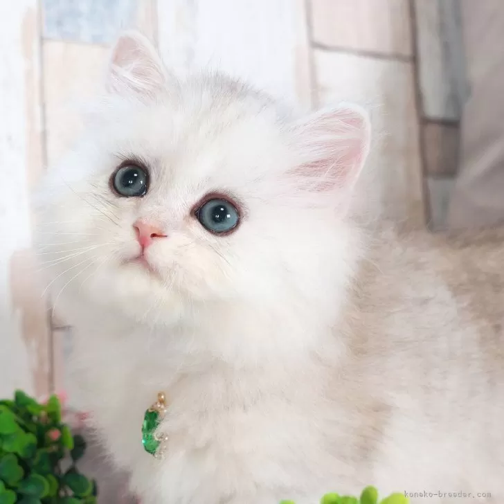 ミヌエット(長足)【愛知県・男の子・2025年7月9日・シェーデッドシルバー】の写真1