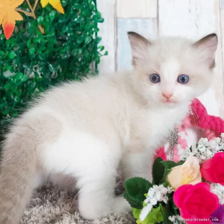 ラグドール【愛知県・男の子・2025年10月2日・シールポイントバイカラー】の写真1