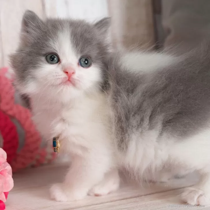 ID:2501-02474の子猫