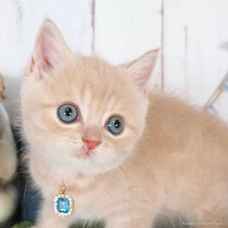 ID:2508-02058の子猫