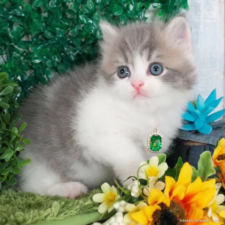 ID：2507-02424の子猫