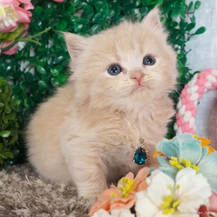 ID：2504-00735の子猫