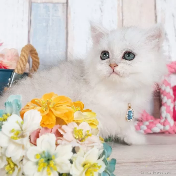 ID:2509-00483の子猫