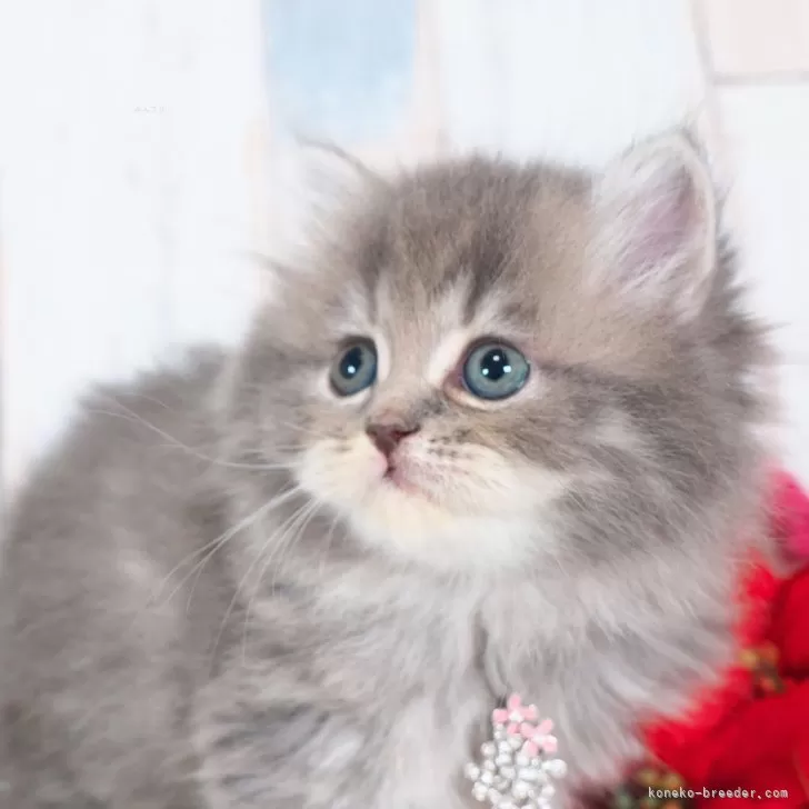 ミヌエット(長足)【愛知県・女の子・2025年10月5日・ブルーパッチドタビー】の写真1