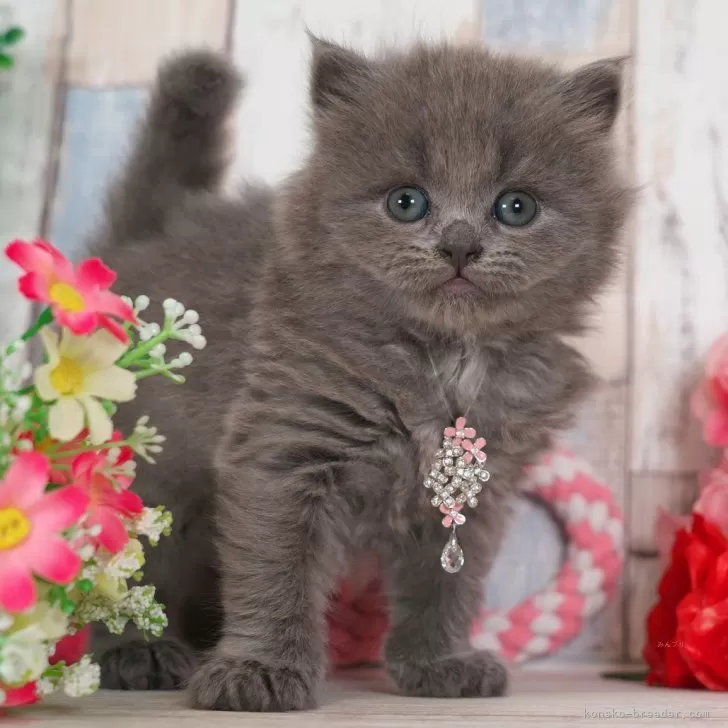 ID:2501-01565の子猫