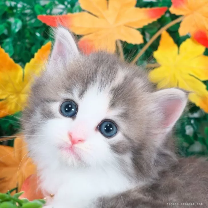 ノルウェージャンフォレストキャット【愛知県・女の子・2025年10月23日・ブルーパッチドタビー&amp;ホワイト】の写真1