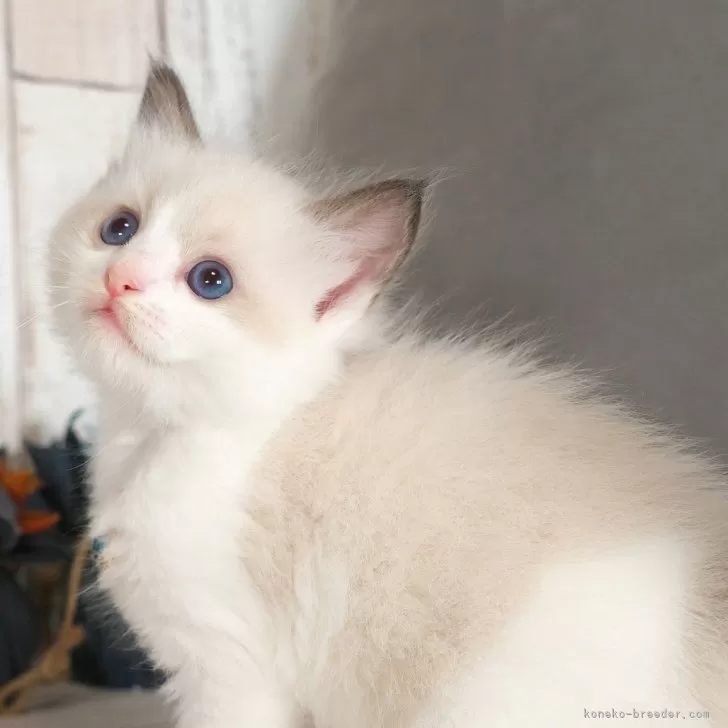 ID:2505-02216の子猫