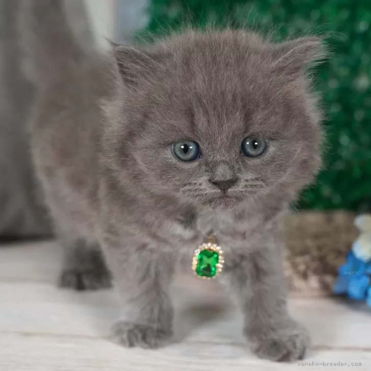 ID:2501-01562の子猫