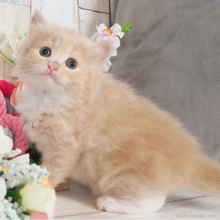 ID：2603-01796の子猫